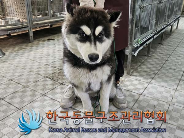 종료(반환) 믹스견…